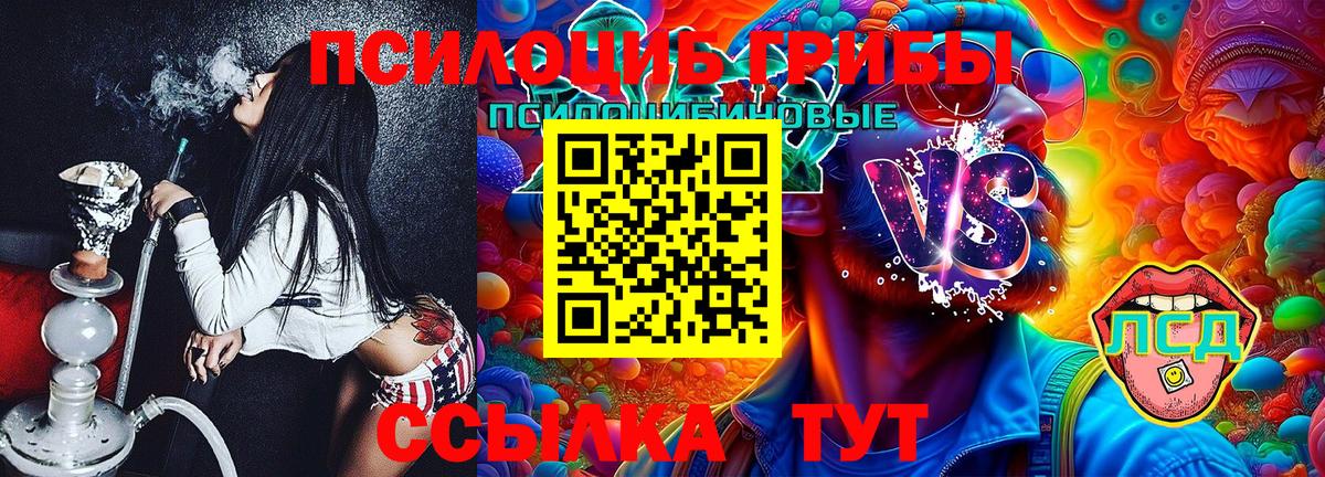 где можно купить   Торжок  Псилоцибиновые грибы прущие грибы 